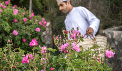 Scented Secrets: Red Rose Jabrin by Henry Jacques